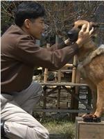 导盲犬诞生物语