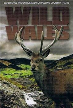 Wild Wales Season 1在线观看和下载