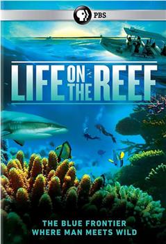 跃动大堡礁 第一季在线观看和下载