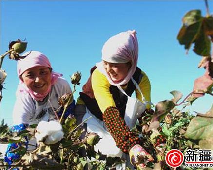 千里进疆采棉记在线观看和下载