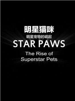 明星猫咪在线观看和下载