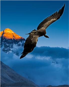 喜马拉雅高山兀鹫在线观看和下载