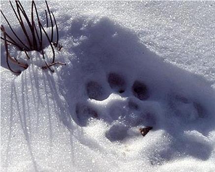 自然：寻找雪豹之旅在线观看和下载
