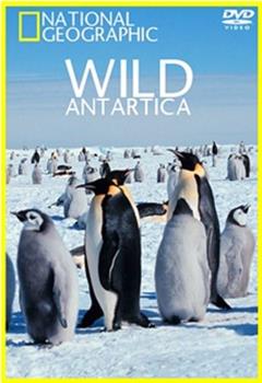 Wild Antarctica Season 1在线观看和下载