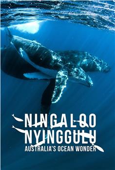 Ningaloo: Australia's Ocean Wonder Season 1在线观看和下载