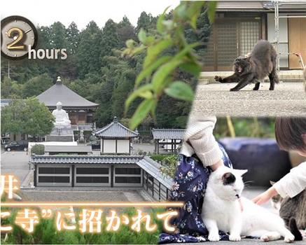 ドキュメント72時間：福井 “ねこ寺”に招かれて在线观看和下载