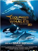 海豚和鲸鱼 3D在线观看和下载
