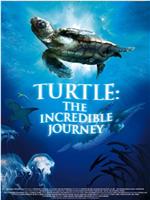 海龟奇妙之旅在线观看和下载