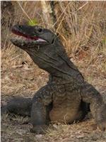 BBC自然世界：死亡之吻—科莫多巨蜥在线观看