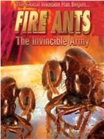 红火蚁：不可战胜的兵团