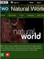 BBC自然世界：白鹰雪狼