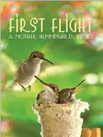 First Flight: A Mother Hummingbird's Story在线观看