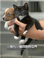 小狗与小猫的奇妙世界