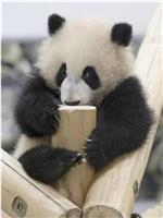 熊猫育幼百天记 -“主角是母子”的白浜模式-