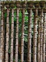 Great Gardens: Edward James, Las Pozas, Mexico