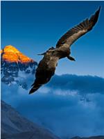 喜马拉雅高山兀鹫在线观看和下载