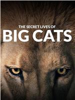 The Secret Lives of Big Cats