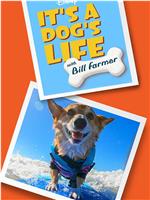 比尔·法默之与狗同行在线观看和下载