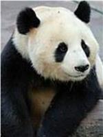 大熊猫在英国在线观看