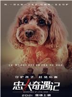 忠犬奇遇记