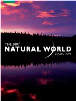 BBC自然世界.印度毒蛇之谜