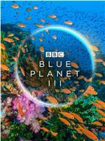 蓝色星球 第三季在线观看和下载