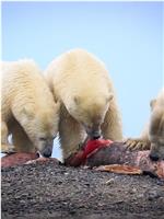 北极熊的盛宴在线观看