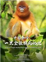 中国秦岭：一只金丝猴的记忆在线观看