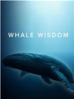 鲸鱼的智慧在线观看