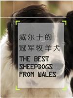 威尔士的冠军牧羊犬在线观看