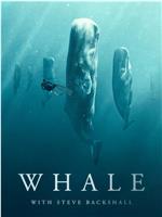 Whale with Steve Backshall Season 1在线观看