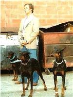 Alex and the Doberman Gang